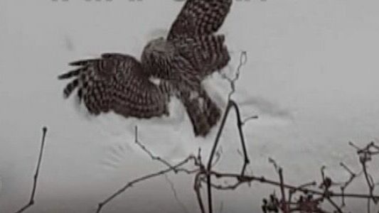 Казанцы нашли сову со стрелой в голове