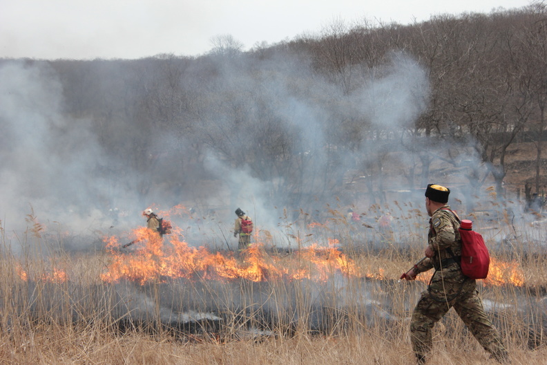 В России регионы обяжут помогать своим соседям при тушении лесных пожаров