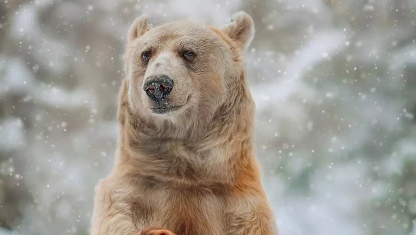 МакSим раскритиковали из-за фотосессии с беззубым медведем