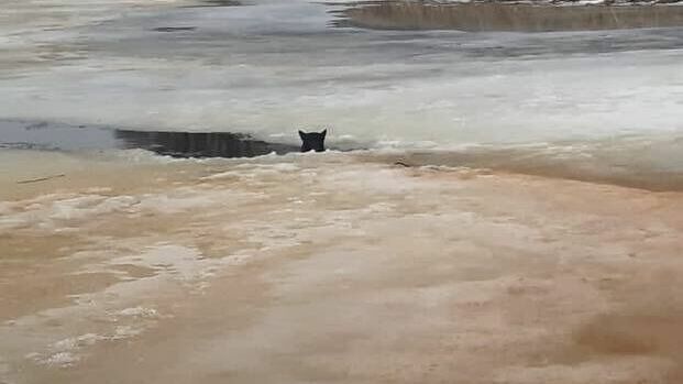 В Татарстане мчсники спасли собаку, провалившуюся под лед