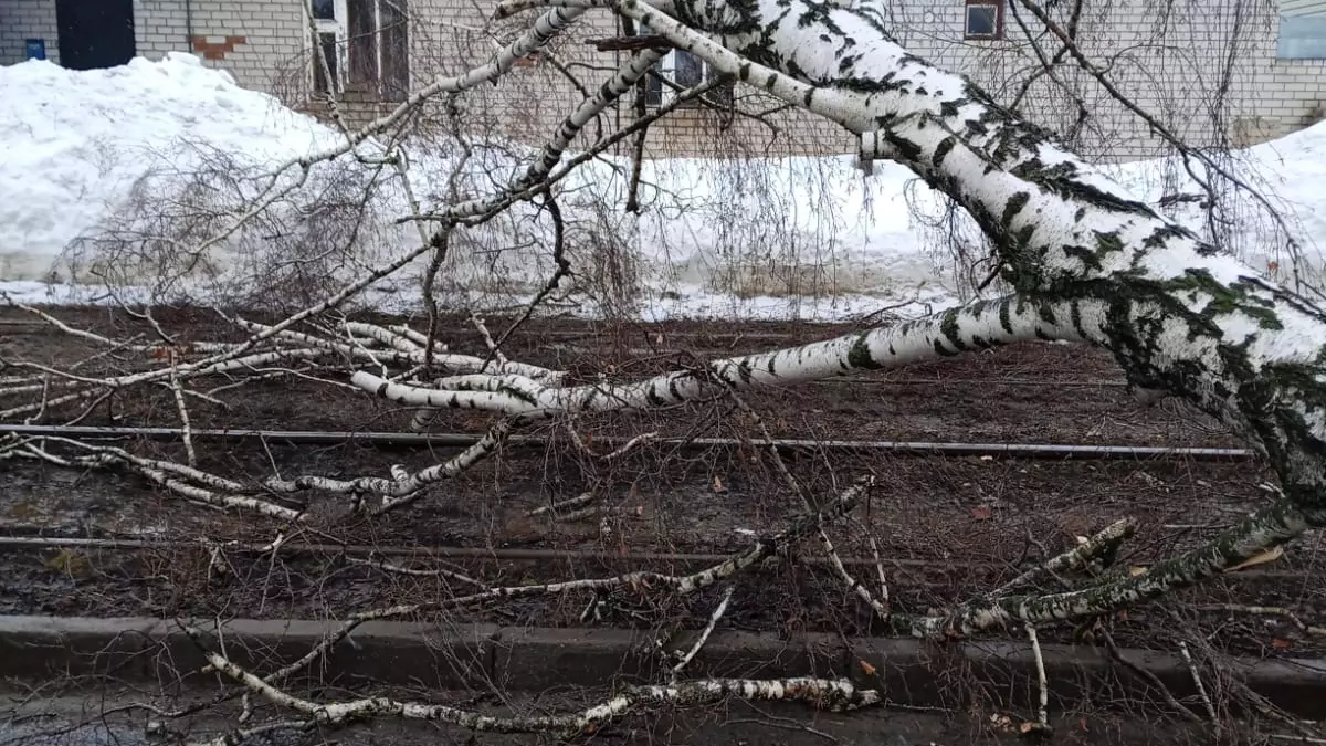 Дерево повредило трамвайные сети в Казани
