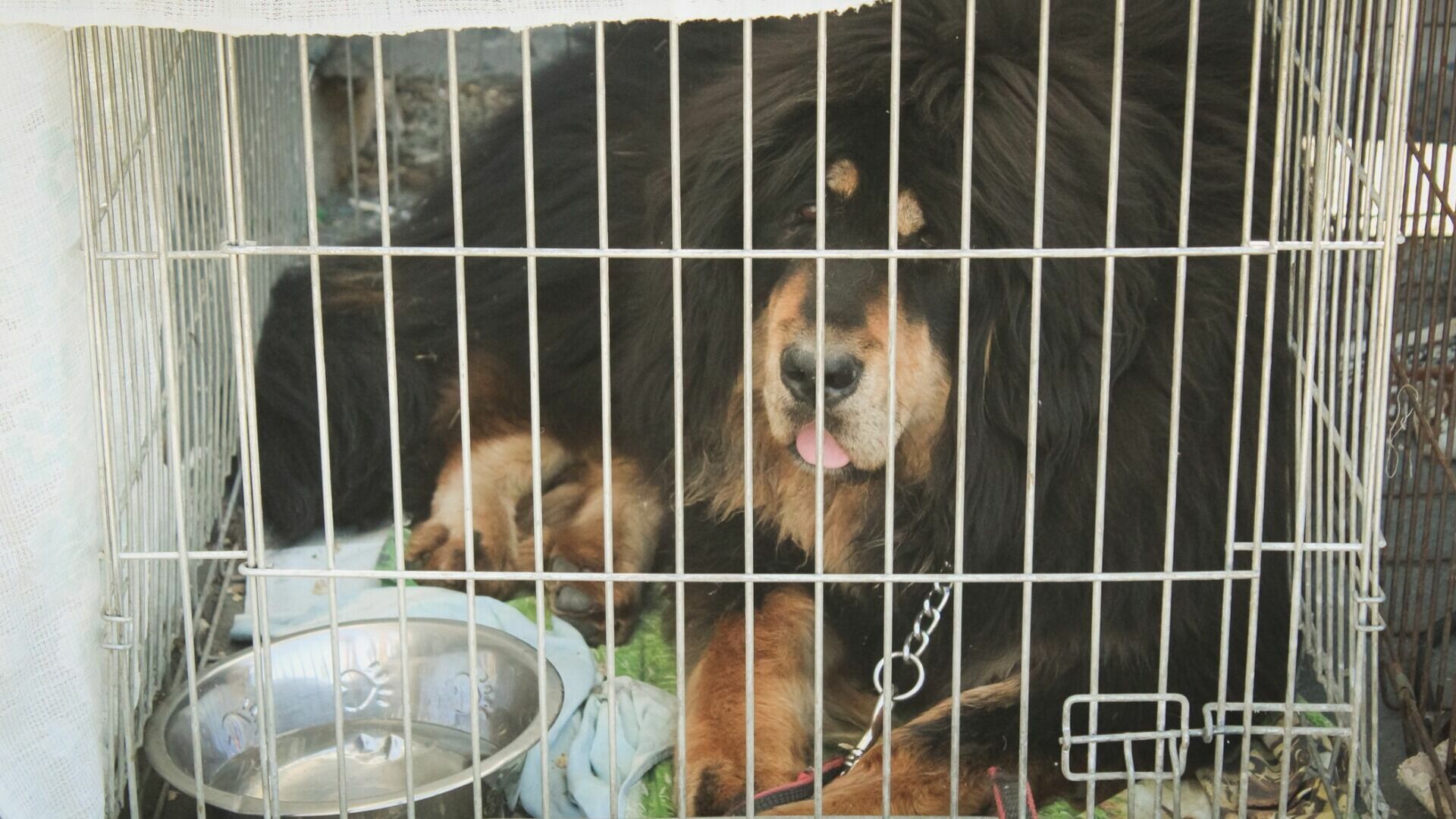 В Татарстане государственные ветклиники отказываются стерилизовать больших собак
