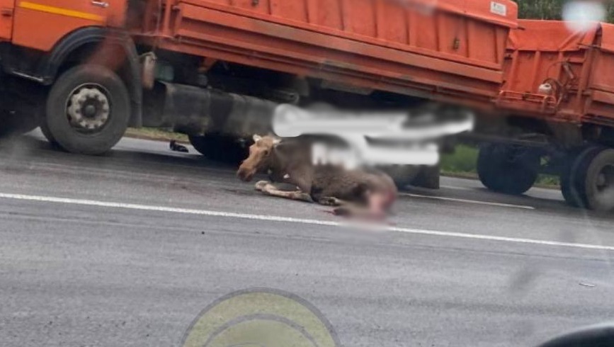 В Казани женщина на авто насмерть сбила лося — Telegram