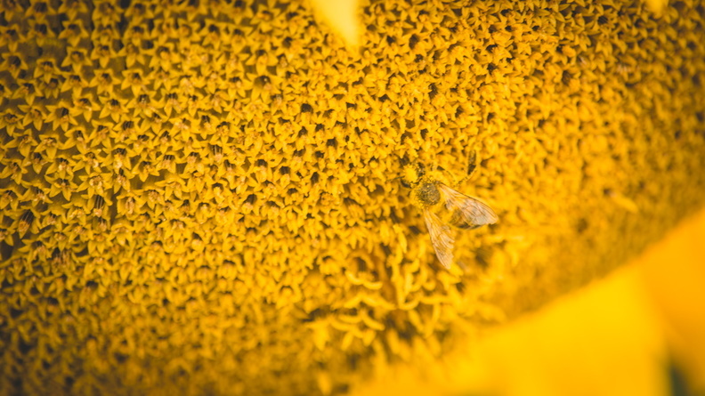 Под Казанью умерли 10 млн пчел
