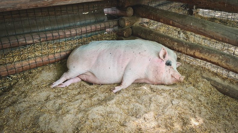 В Татарстане обнаружили несколько очагов заражения африканской чумы свиней