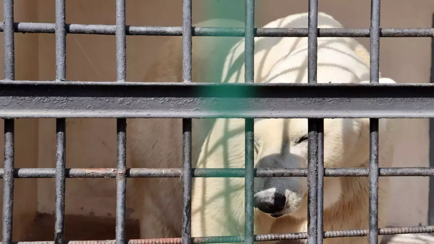 В казанском зоопарке показали, как медведь радуется зиме и снегу
