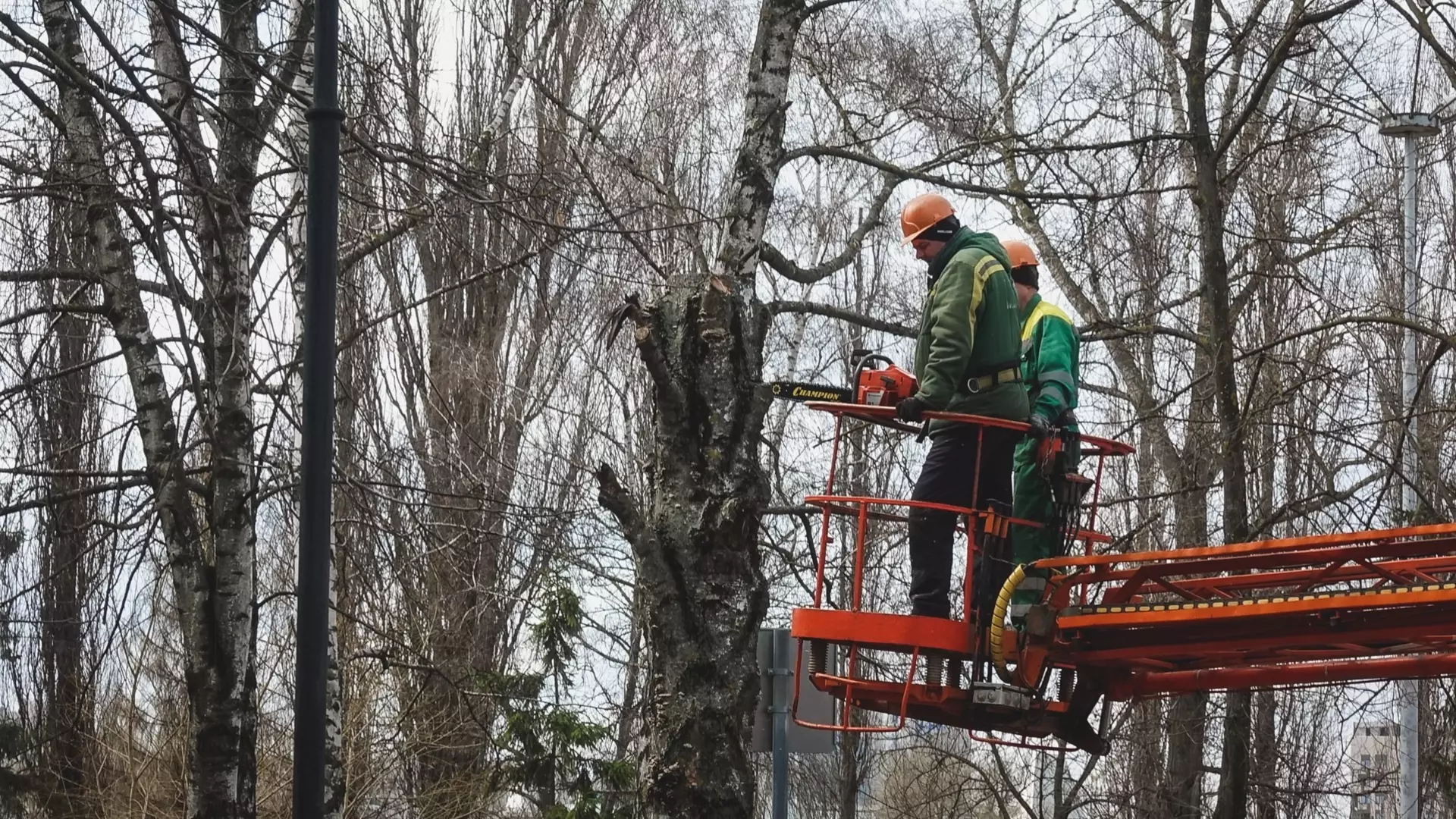 В Казани деревья будут обрезать по-новому