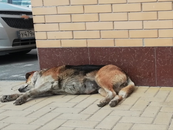 В Татарстане собаки принесли людям тело пропавшего человека