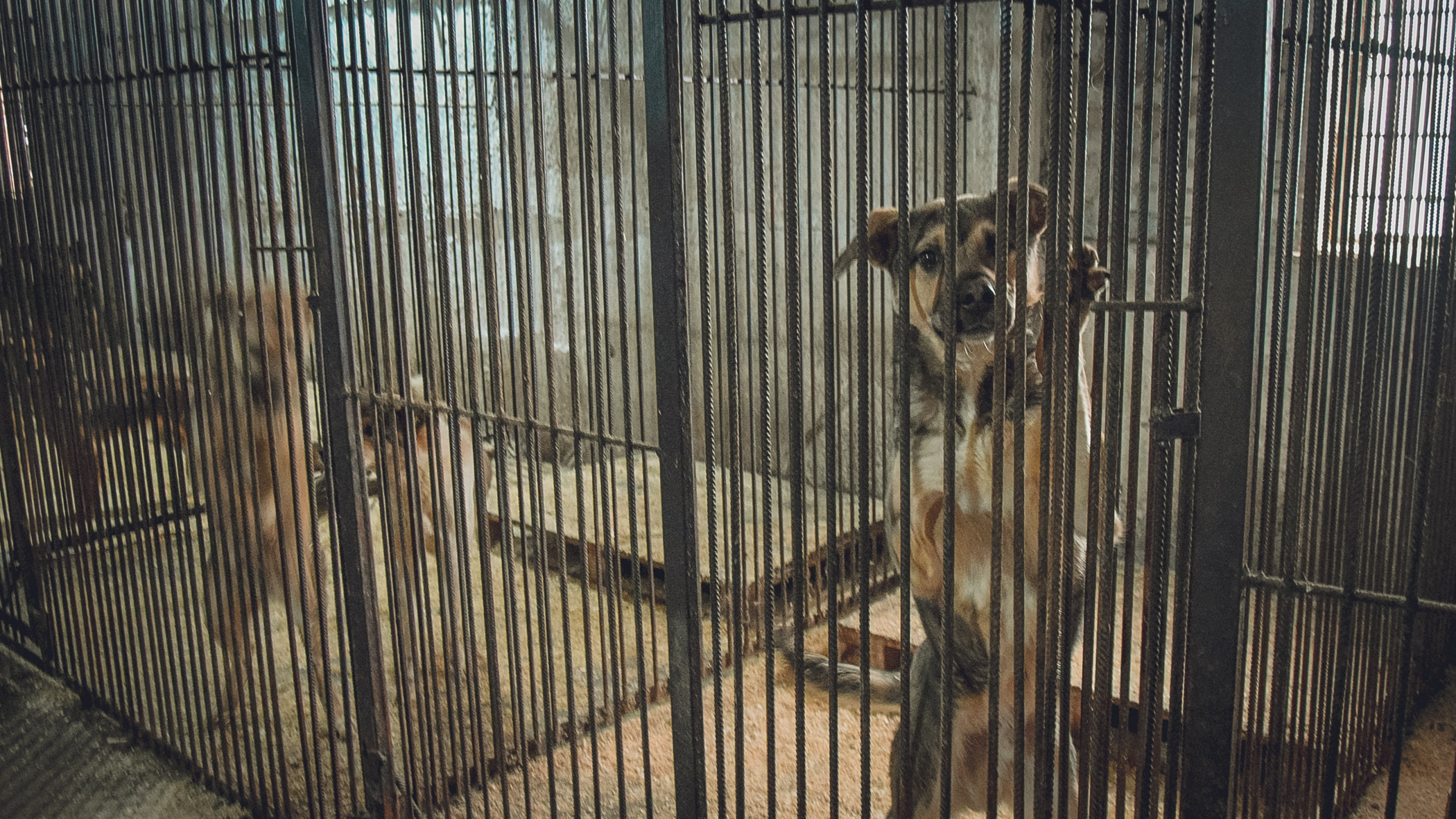 Активисты обвинили власти Тукаевского района в махинациях с контрактом на отлов собак