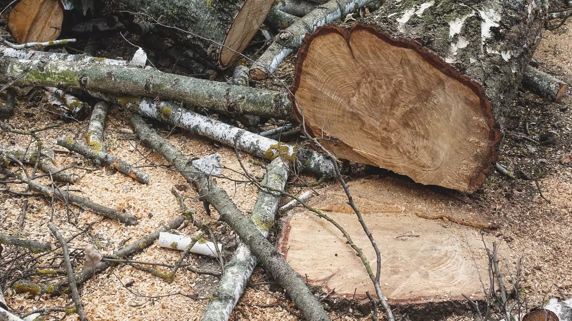 «Здесь что лесозаготовительная компания»: казанцы жалуются на спиленные деревья