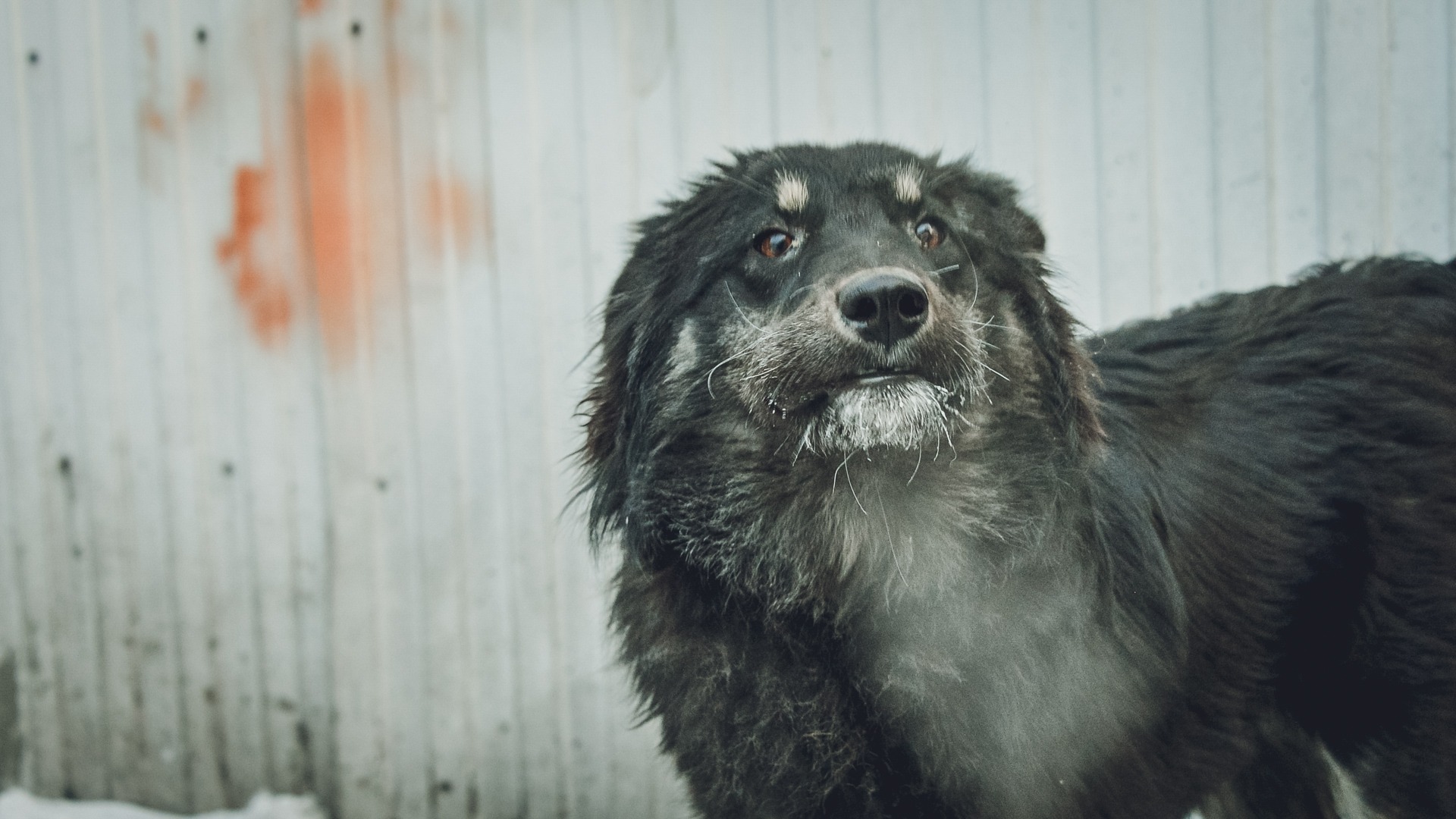 В Нижнекамске неизвестные скинули собаку с балкона