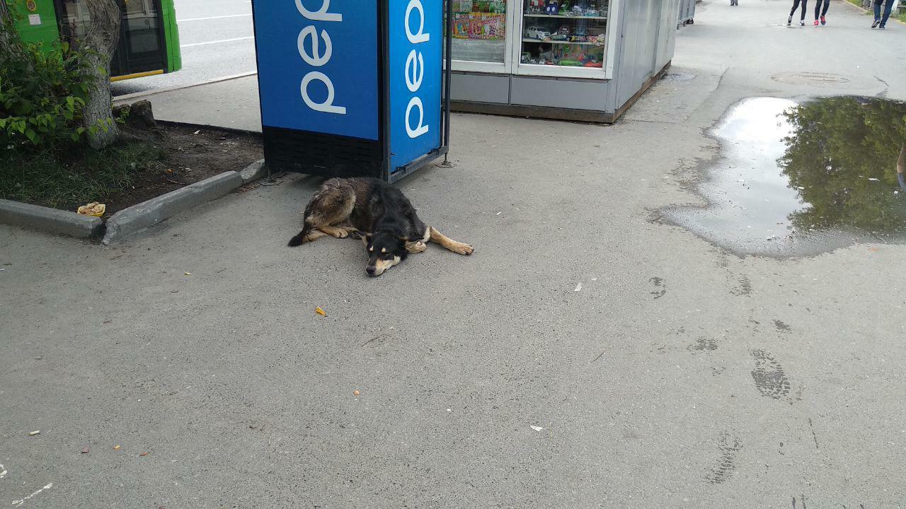 В Казани бездомные собаки напали на медика