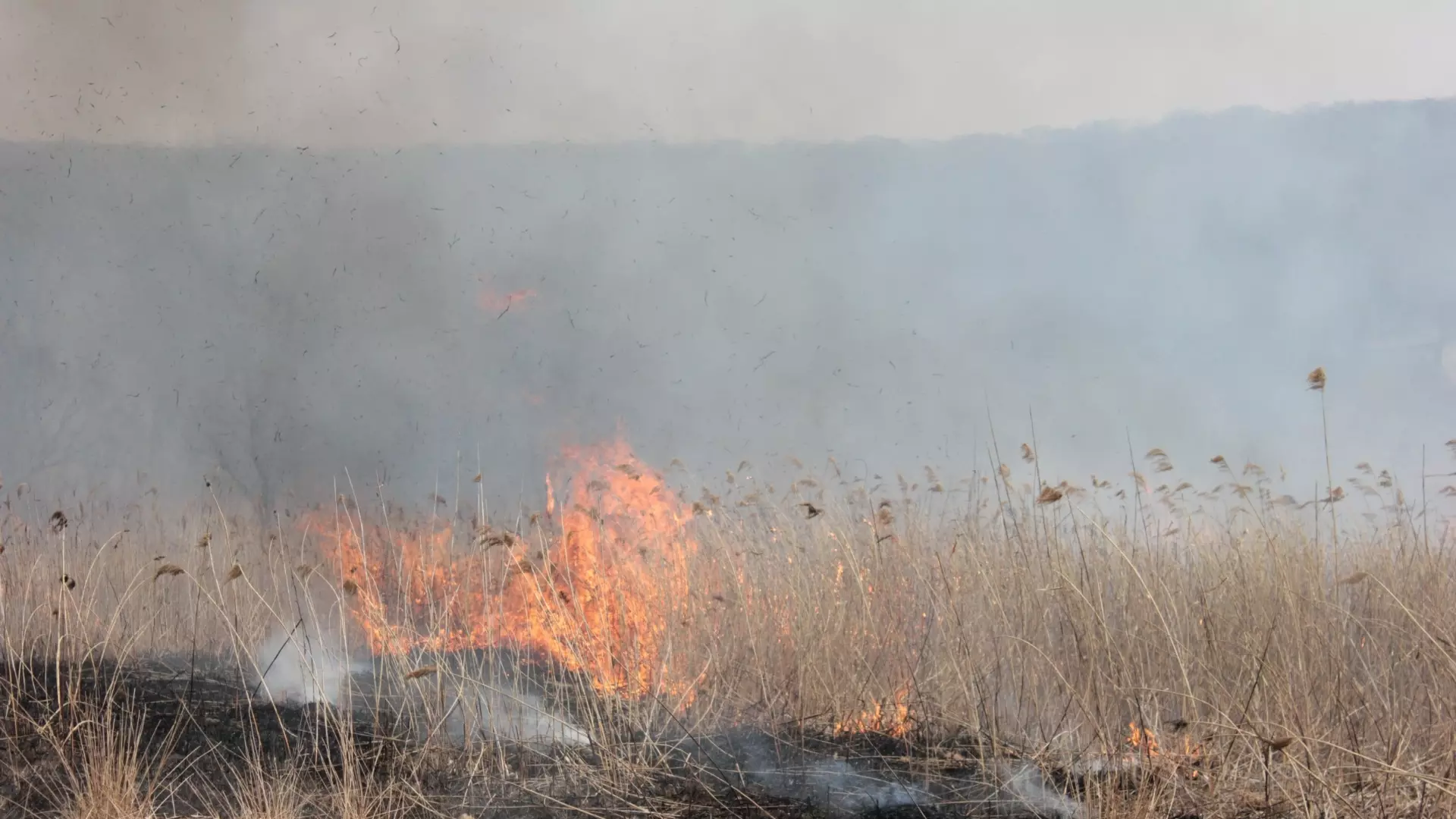 В Елабужском районе загорелись поля
