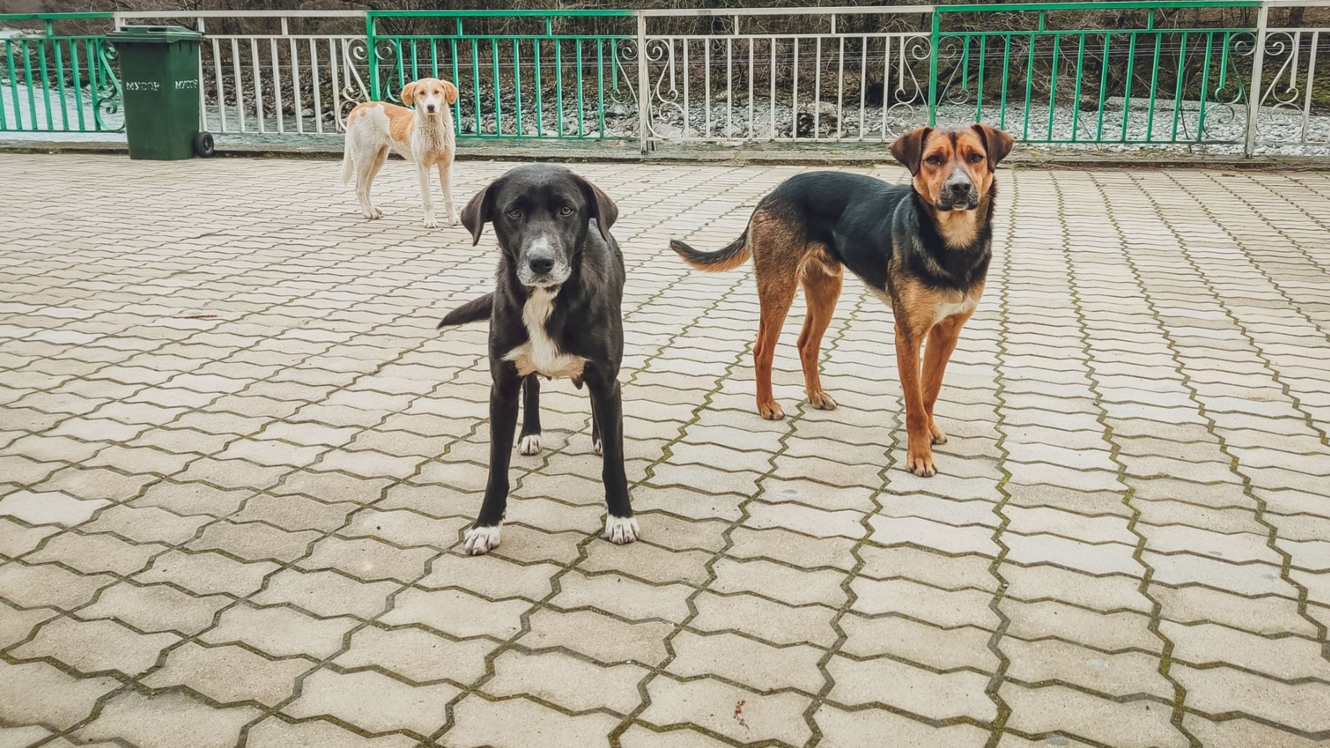 В Казани курьер разбил голову из-за напавших бездомных собак