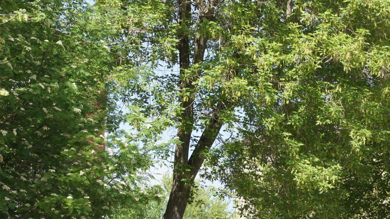 Татарстанцы пожаловались на вырубку здоровых деревьев