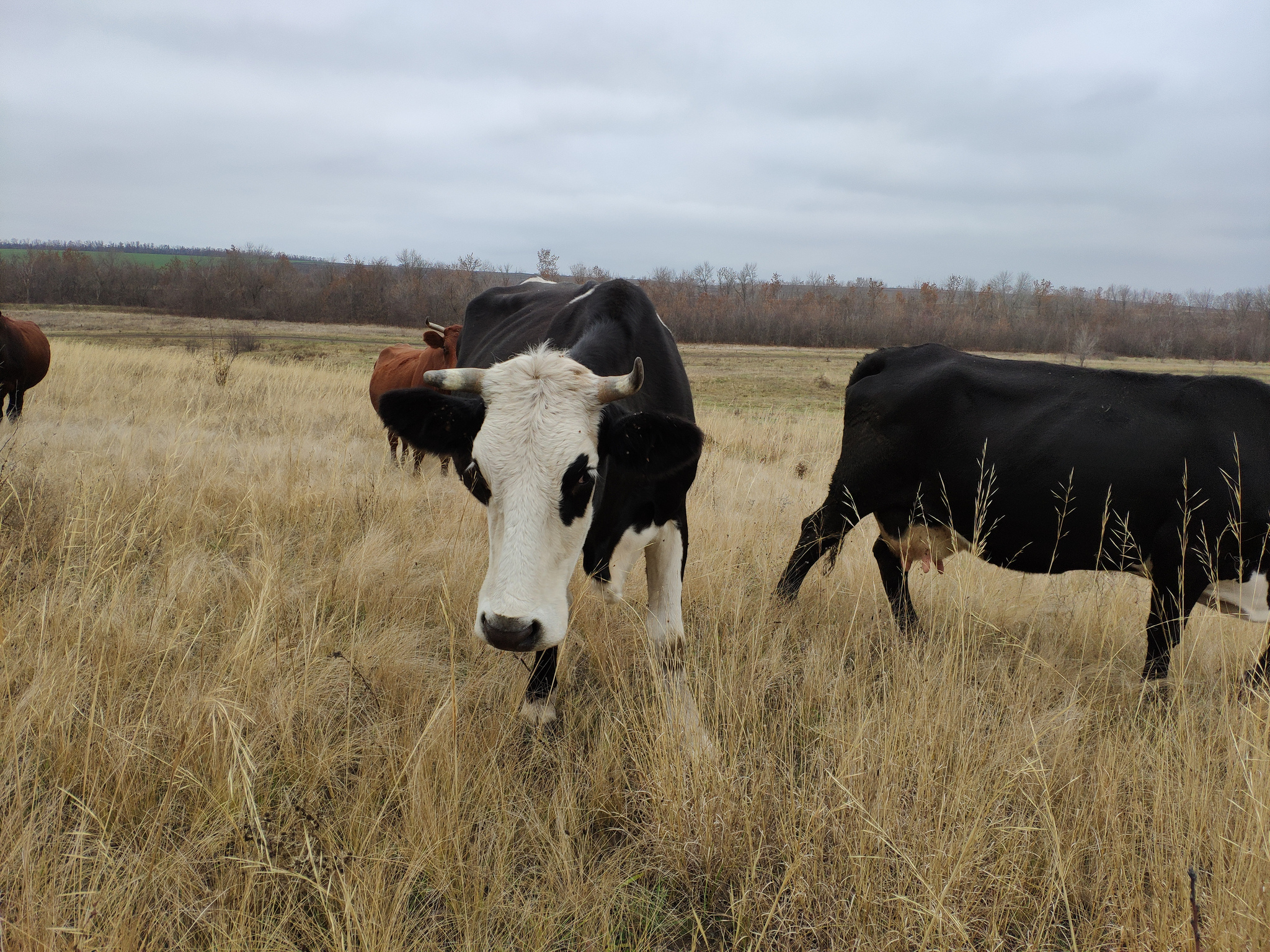 В Татарстане больных лейкозом коров заменят за счет бюджета