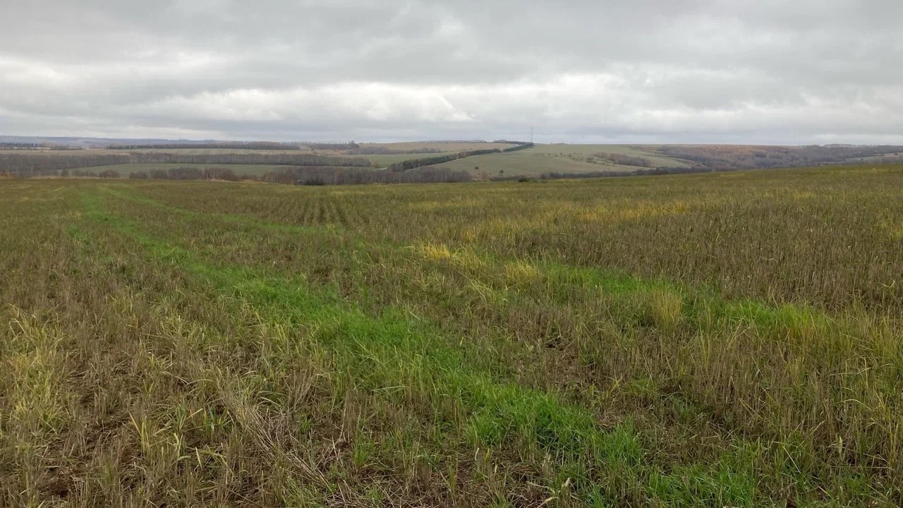 Борщевик захватывает все больше земель в Татарстане