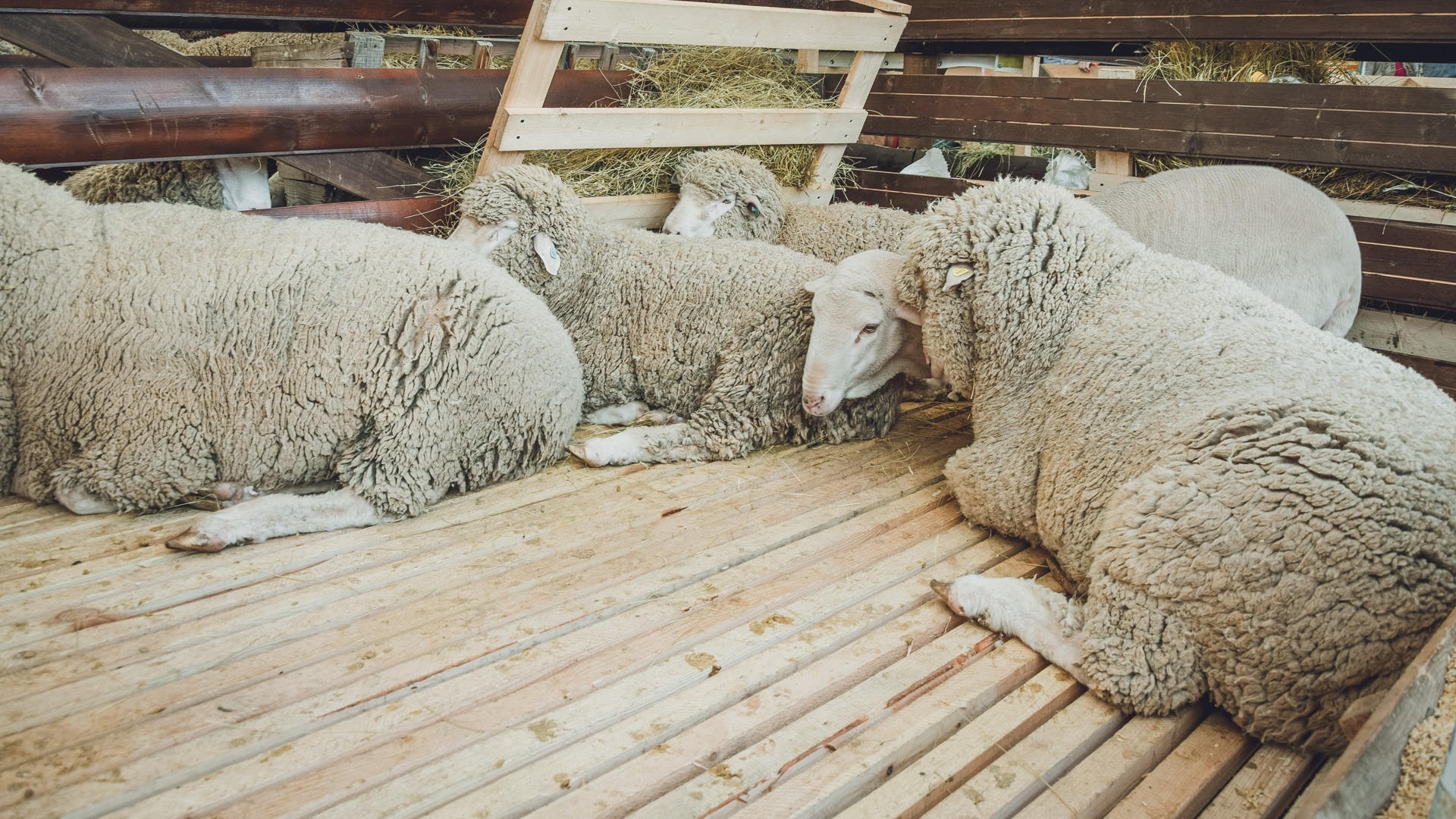 «Ситуация гиперсложная»: татарстанцев предупредили о болезнях овец