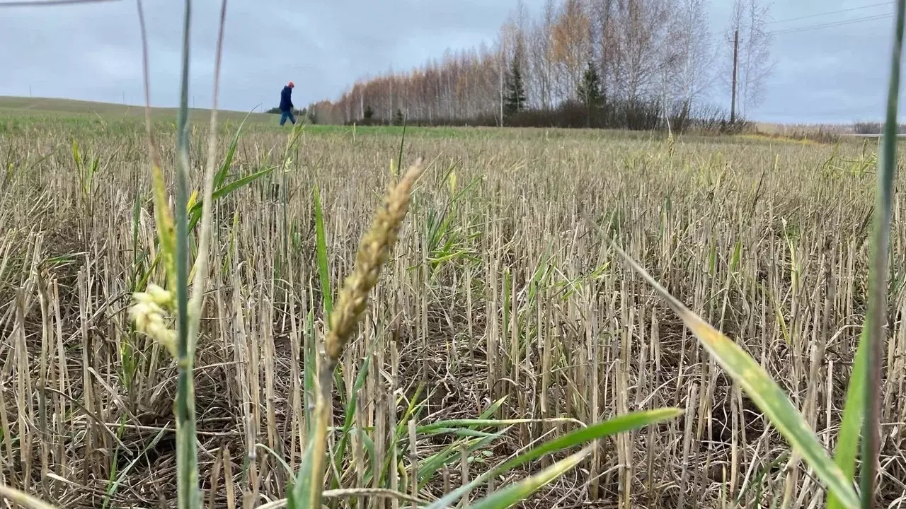 Холодная и затяжная весна может навредить посевам в Татарстане