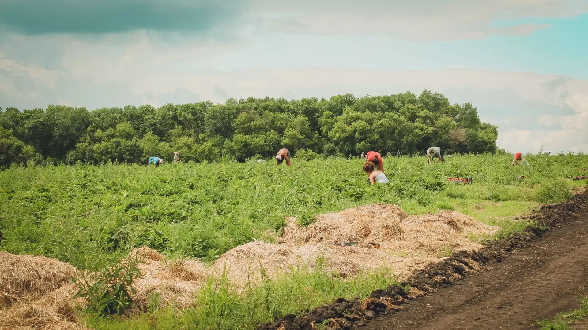 Сельхозотрасли Татарстана не хватает рабочих
