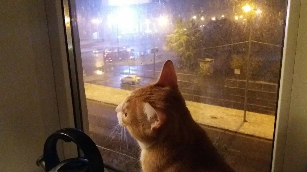 Из окна многоэтажки в Казани выбросили кота. Он умер