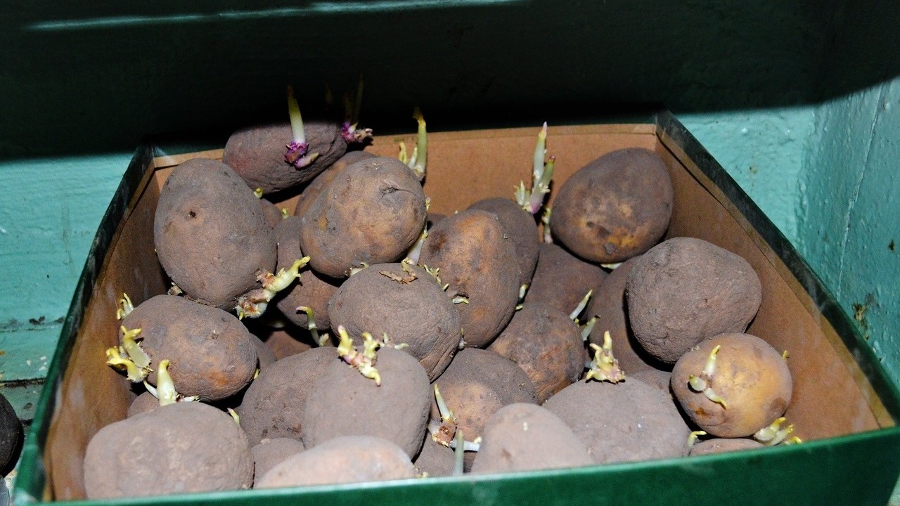 В Татарстане картошка за неделю подорожала почти на 13%