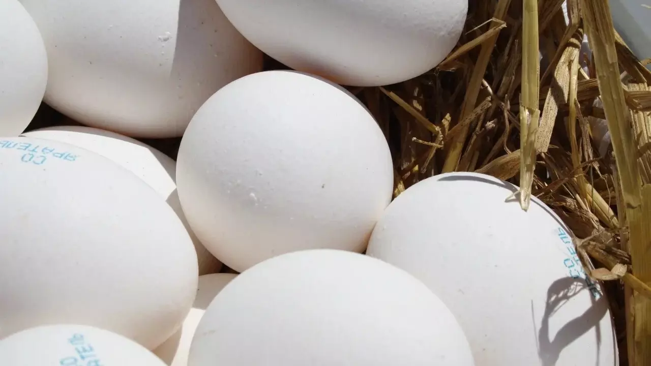Поставки яиц в Россию не повлияют на их стоимость — Росптицесоюз