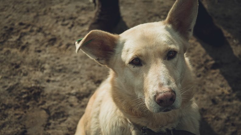 Казанцы более 3,6 тысячи раз пожаловались на бездомных собак