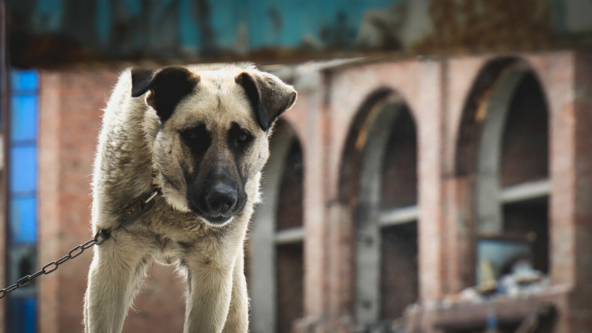 Жители казанского поселка боятся за жизнь детей из-за стаи собак